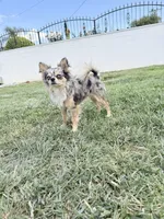 Zues , a male Chihuahua for sale in Corona, CA – 4 of 4