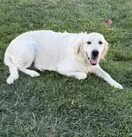 AKC Expecting Litter, a  English Cream Golden Retriever for sale in Corona, CA – 4 of 4