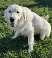 AKC Expecting Litter, a  English Cream Golden Retriever for sale in Corona, CA – 3 of 4