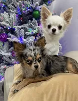 Babydoll Face Waffle - Long coat , a male Chihuahua for sale in Corona, CA – 5 of 8