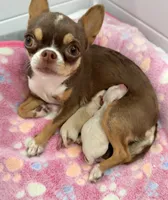 Akc Carebear , a male Chihuahua for sale in Corona, CA – 2 of 5