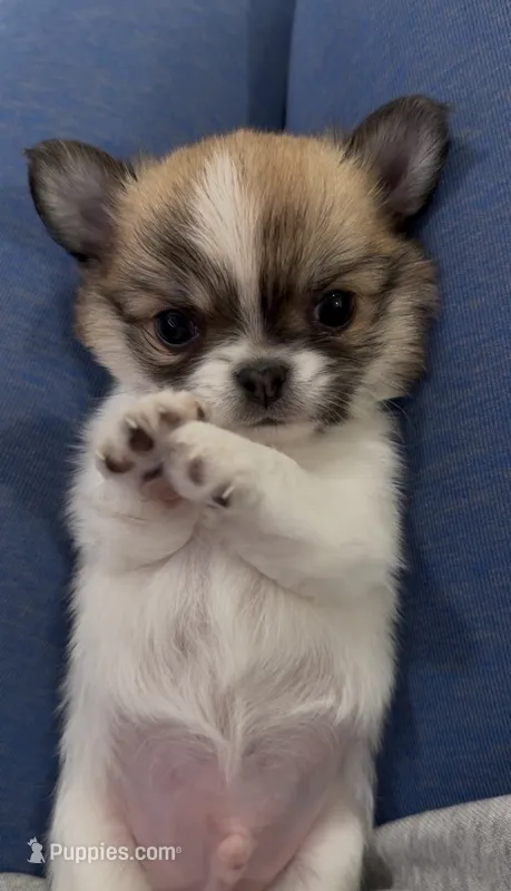  Teacup AKC Babydoll face Bambi- Long coat  – Chihuahua puppy for sale in Corona, CA