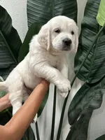 Accepting deposit, a female English Cream Golden Retriever for sale in Corona, CA – Photo 3 of 5