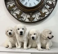 Accepting deposit, a female English Cream Golden Retriever for sale in Corona, CA – Photo 2 of 5