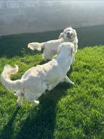 Accepting deposit, a female English Cream Golden Retriever for sale in Corona, CA – Photo 5 of 5