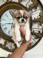 TINY babydoll face Bambi , a male Chihuahua for sale in Corona, CA – 2 of 5