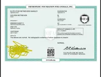 Elite Star Retrievers Marley, a male English Cream Golden Retriever for sale in Corona, CA – Photo 7 of 7