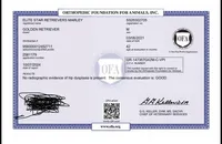 Elite Star Retrievers Marley, a male English Cream Golden Retriever for sale in Corona, CA – Photo 6 of 7