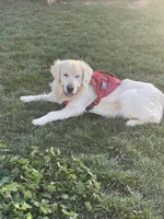 Elite Star Retrievers Marley, a male English Cream Golden Retriever for sale in Corona, CA – Photo 2 of 7