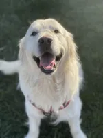 Elite Star Retrievers Marley, a male English Cream Golden Retriever for sale in Corona, CA – Photo 3 of 7