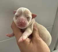 Akc Lily , a female Chihuahua for sale in Corona, CA – 3 of 7