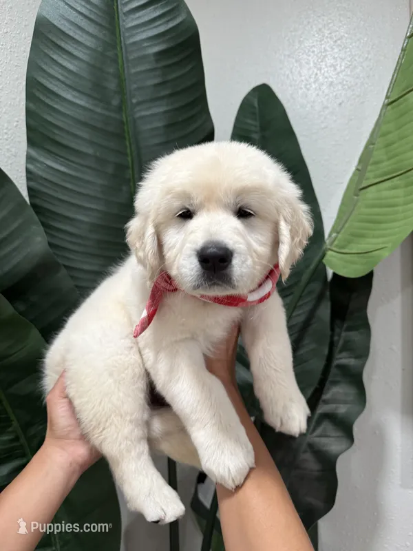 Bentley  – English Cream Golden Retriever puppy for sale in Corona, CA