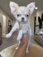 Rare Babydoll Face Mochi , a male Chihuahua for sale in Corona, CA – Photo 3 of 5