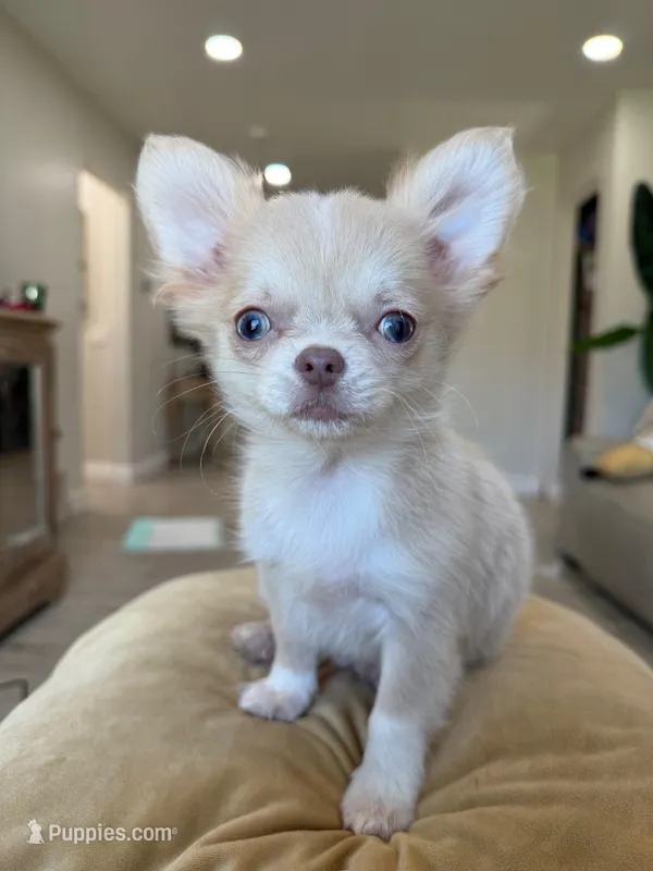 Rare Babydoll Face Mochi  – Chihuahua puppy for sale in Corona, CA