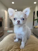 Rare Babydoll Face Mochi , a male Chihuahua for sale in Corona, CA – Photo 1 of 5