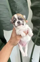  AKC Babydoll face Bambi- Long coat , a male Chihuahua for sale in Corona, CA – 2 of 6