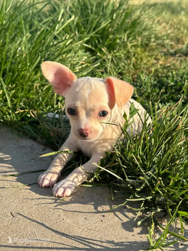 Akc Lily  – Chihuahua puppy for sale in Corona, CA