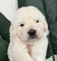 Bentley , a male English Cream Golden Retriever for sale in Corona, CA – 3 of 9