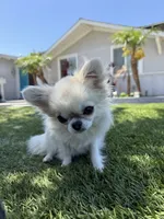  AKC Babydoll face Bambi- Long coat , a male Chihuahua for sale in Corona, CA – 6 of 6