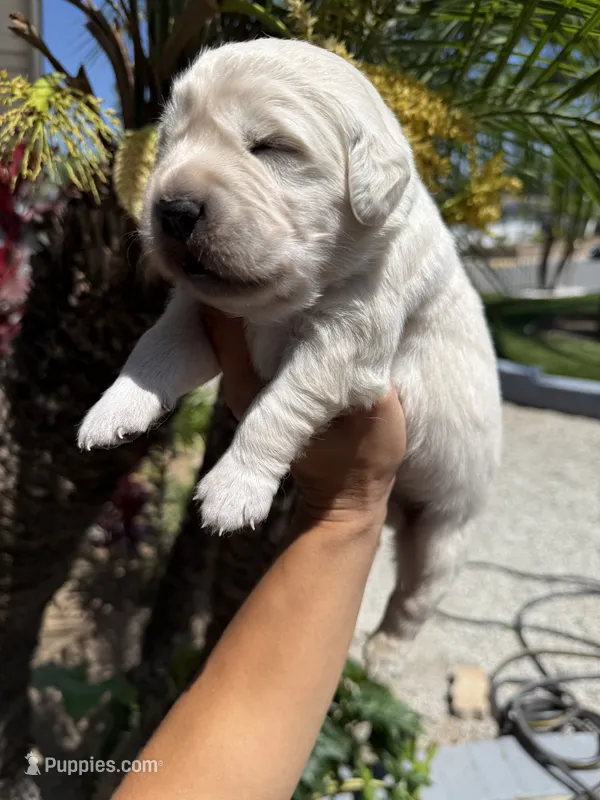 Olaf – English Cream Golden Retriever puppy for sale in Corona, CA