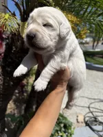 Olaf, a male English Cream Golden Retriever for sale in Corona, CA – 1 of 9