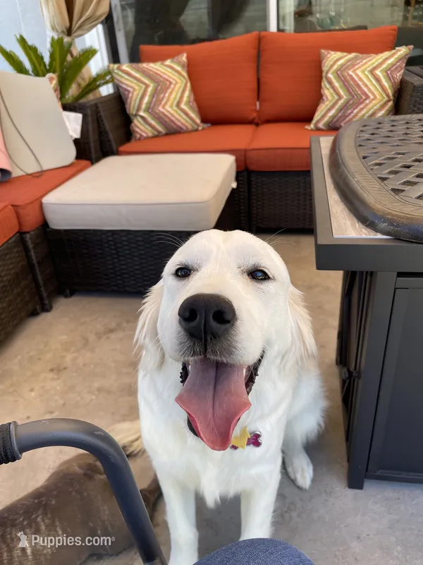 AKC Expecting Litter – English Cream Golden Retriever puppy for sale in Corona, CA