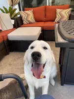 AKC Expecting Litter, a  English Cream Golden Retriever for sale in Corona, CA – 1 of 4