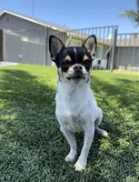  AKC Babydoll face Bambi- Long coat , a male Chihuahua for sale in Corona, CA – 5 of 6