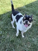 Akc Carebear , a male Chihuahua for sale in Corona, CA – 5 of 5