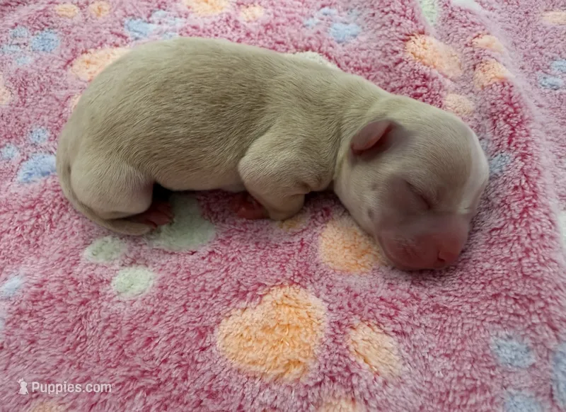Akc Carebear  – Chihuahua puppy for sale in Corona, CA