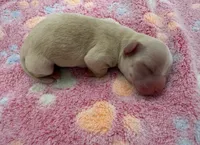 Akc Carebear , a male Chihuahua for sale in Corona, CA – 1 of 5