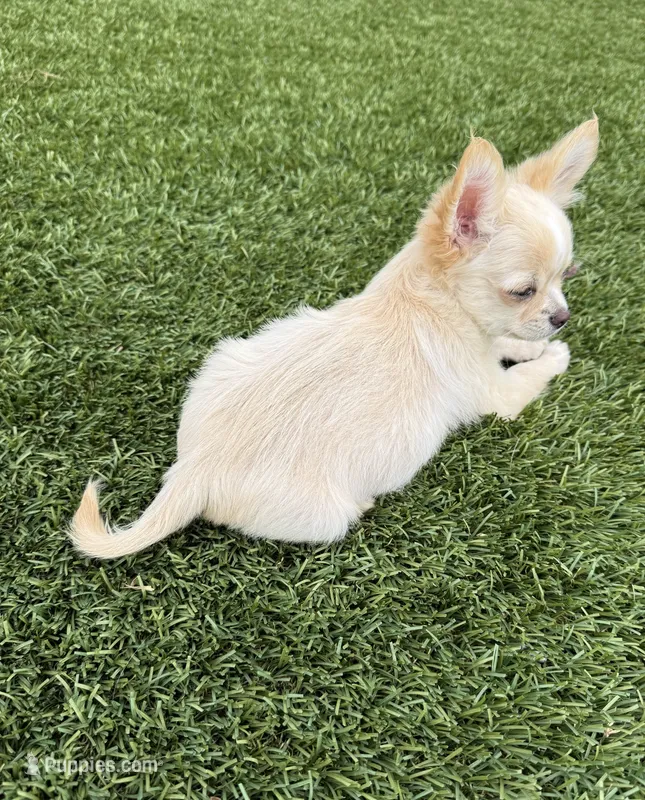 Waffle - Long coat babydoll face  – Chihuahua puppy for sale in Corona, CA