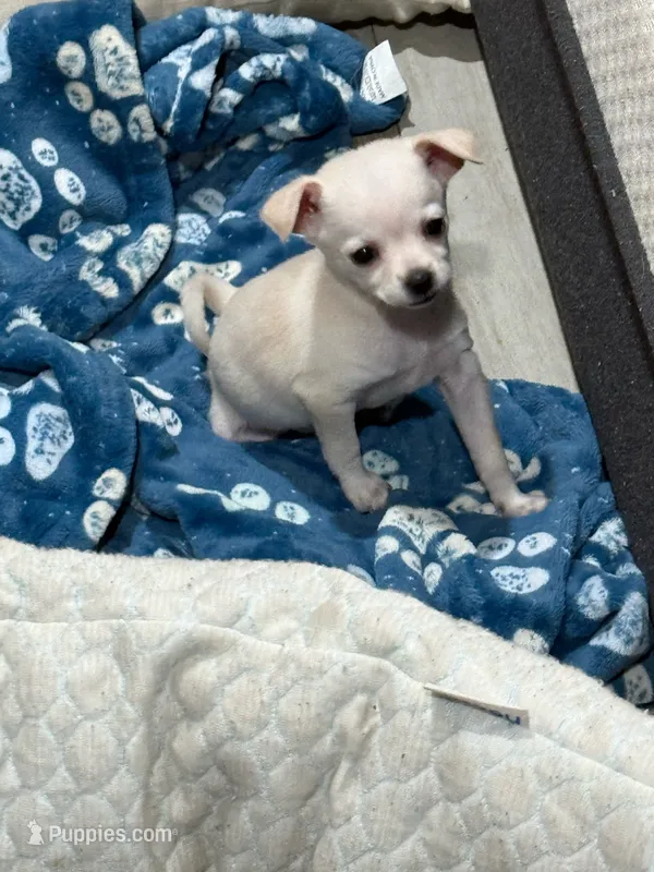Lily Blossom – Chihuahua puppy for sale in Corona, CA