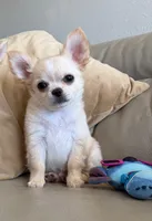 Babydoll Face Waffle - Long coat , a male Chihuahua for sale in Corona, CA – 2 of 8