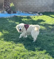 Bentley , a male English Cream Golden Retriever for sale in Corona, CA – 9 of 9