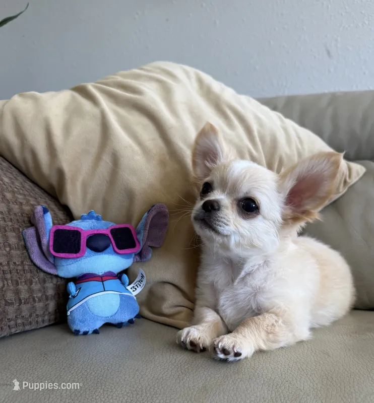 Babydoll Face Waffle - Long coat  – Chihuahua puppy for sale in Corona, CA