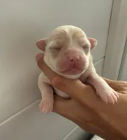 Akc Lily , a female Chihuahua for sale in Corona, CA – 2 of 7