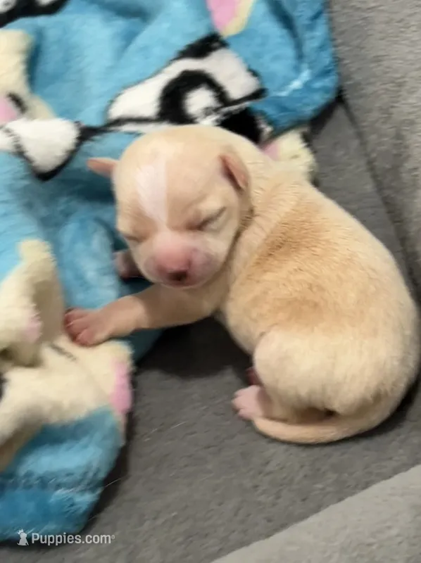 Akc Carebear  – Chihuahua puppy for sale in Corona, CA
