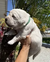 Olaf, a male English Cream Golden Retriever for sale in Corona, CA – 2 of 9