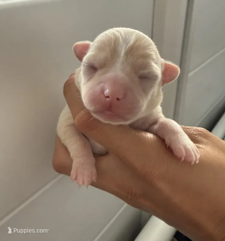 Akc Lily  – Chihuahua puppy for sale in Corona, CA