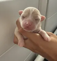 Akc Lily , a female Chihuahua for sale in Corona, CA – 1 of 7