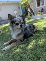 Zues , a male Chihuahua for sale in Corona, CA – 1 of 4