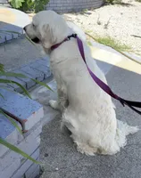 Rose , a female English Cream Golden Retriever for sale in Corona, CA – Photo 2 of 3