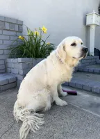 Rose , a female English Cream Golden Retriever for sale in Corona, CA – Photo 3 of 3