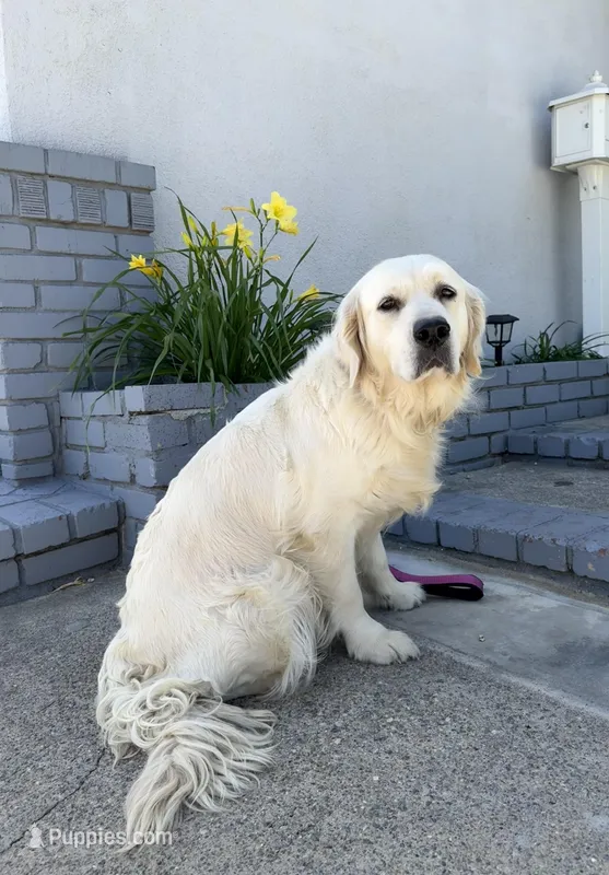 Rose  – English Cream Golden Retriever puppy for sale in Corona, CA