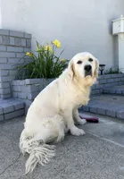 Rose , a female English Cream Golden Retriever for sale in Corona, CA – Photo 1 of 3