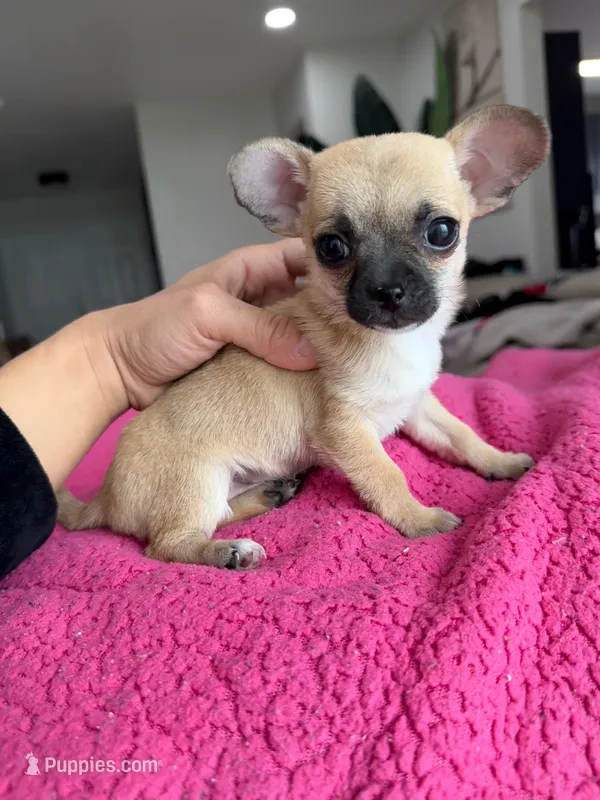 Tiny Thumbelina (Fawn Sable)