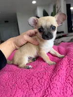 Tiny Thumbelina (Fawn Sable), a female Chihuahua for sale in Corona, CA – Photo 1 of 5