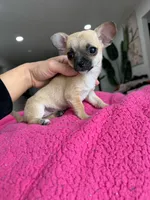 Tiny Thumbelina (Fawn Sable), a female Chihuahua for sale in Corona, CA – Photo 2 of 5