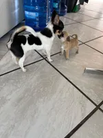 Tiny Thumbelina (Fawn Sable), a female Chihuahua for sale in Corona, CA – Photo 4 of 5